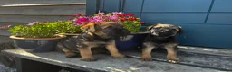Border Terrier dogs for sale: Border Terrier Puppies  - Advert 1