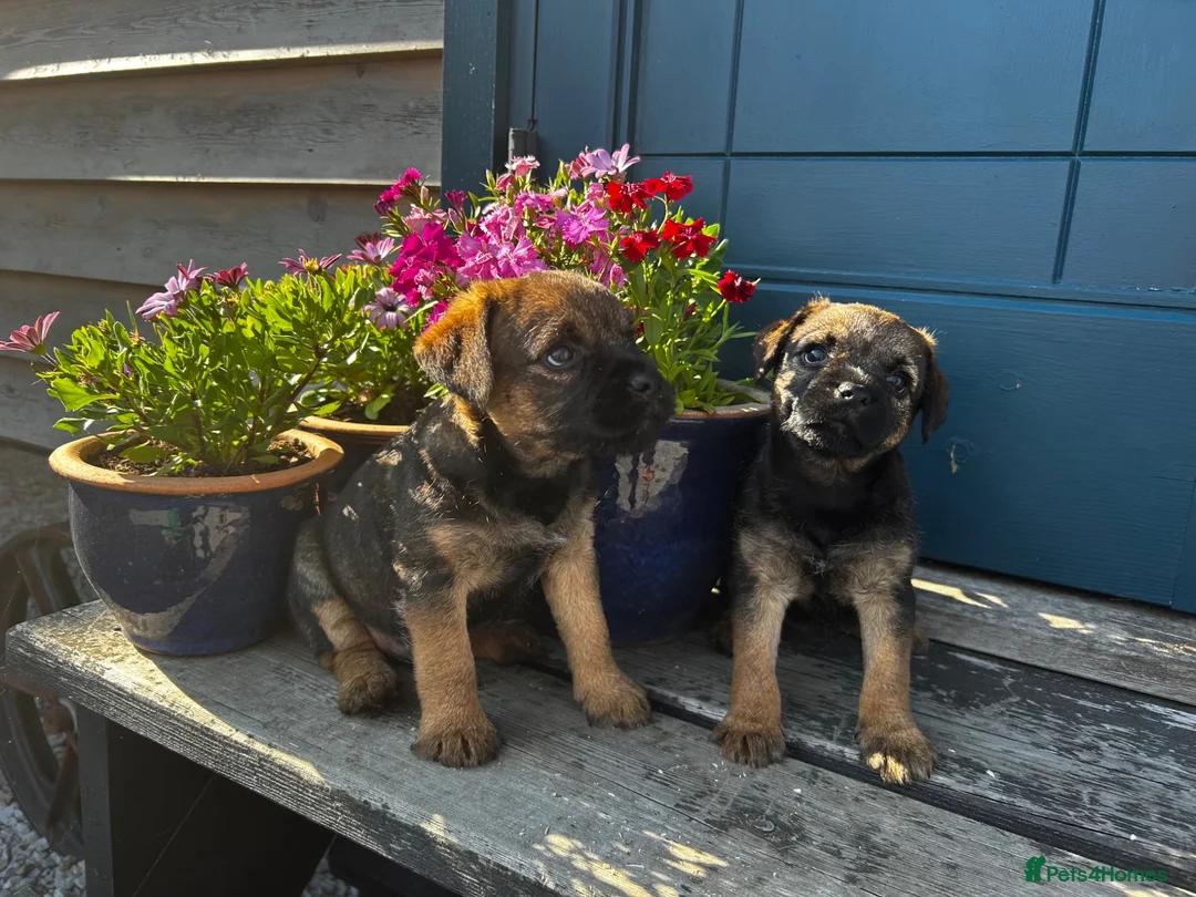 Border Terrier dogs for sale: Border Terrier Puppies  - Advert 1