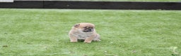 Chow Chow dogs for sale: 🐾Chow chow cross Japanese chin 🐾 - Advert 12