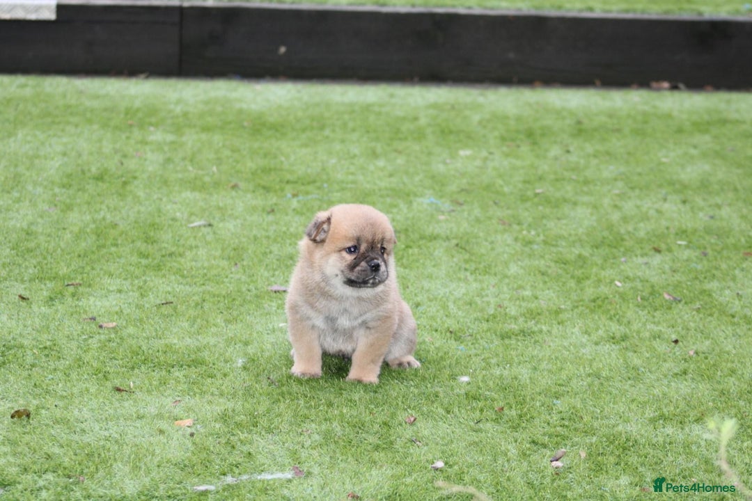 Chow Chow dogs for sale: 🐾Chow chow cross Japanese chin 🐾 - Advert 12
