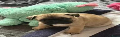 French bulldog puppy 2