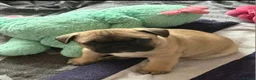 Mixed Breed dogs for sale: 5 male French bulldogs - Advert 3