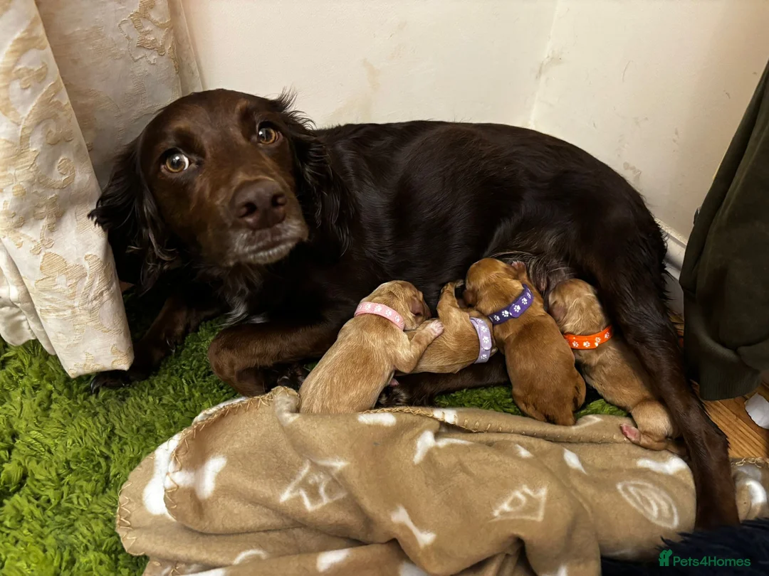 Cocker Spaniel dogs for sale: Cream and ginger cocker spaniels for sale in Wakefield - Advert 2