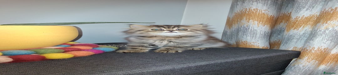 Persian Kitten 3