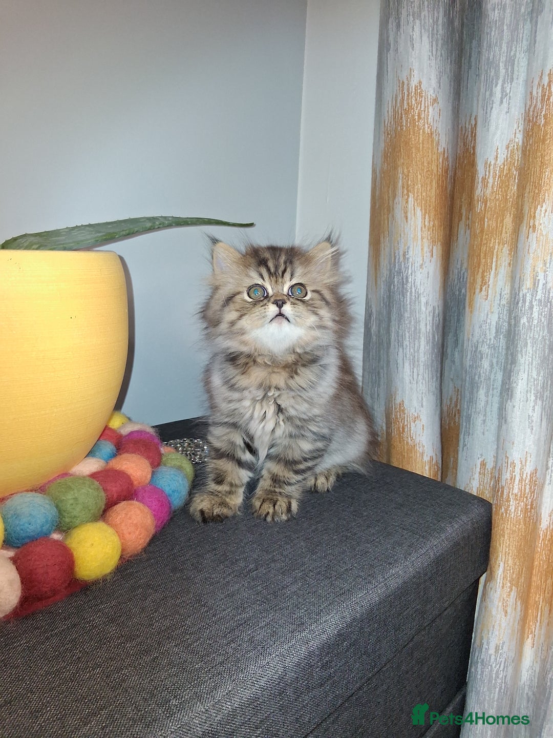 Persian cats for sale: Adorable pure Persian  - Image 11