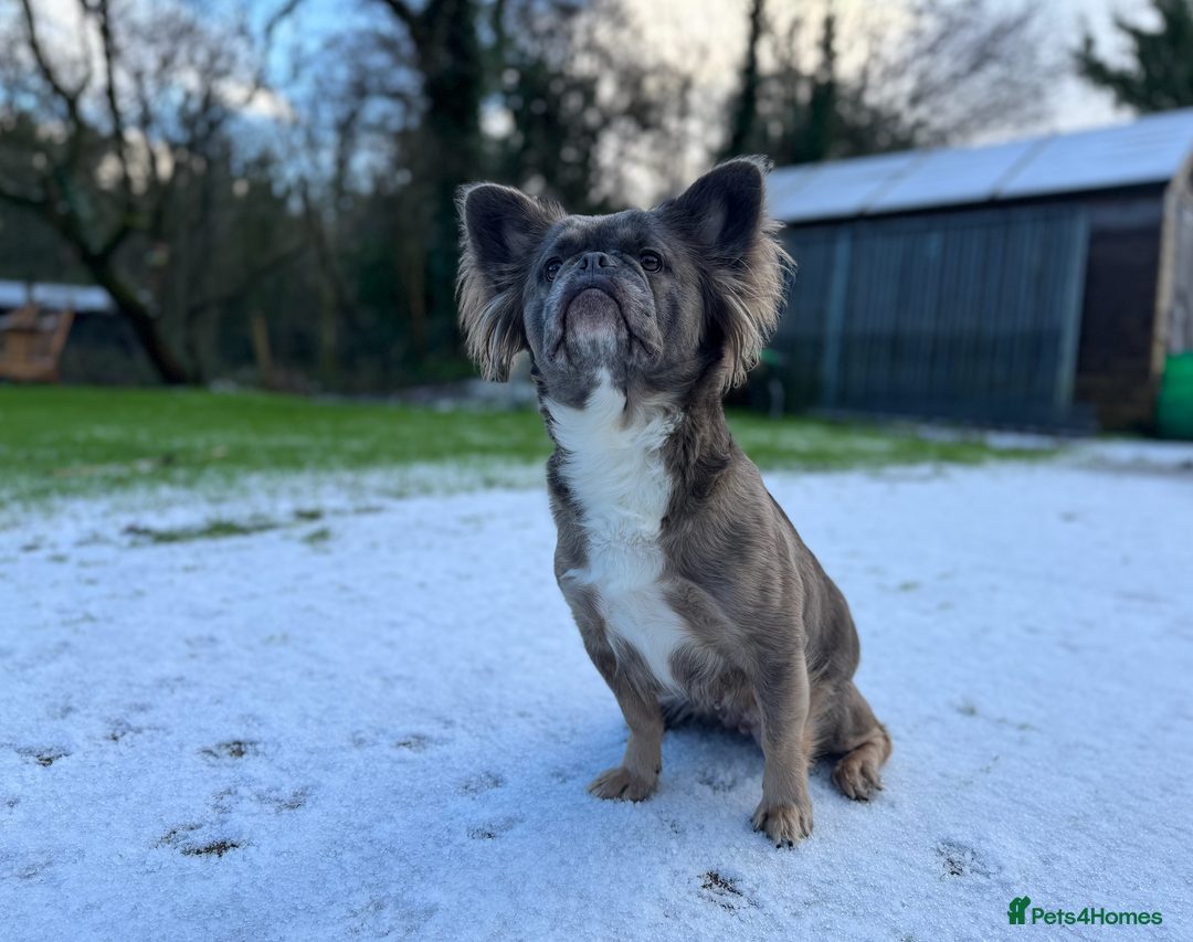 French Bulldog dogs for sale: Female Full Visual Fluffy French Bull Dog  - Advert 7