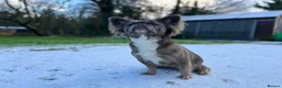 French Bulldog dogs for sale: Female Full Visual Fluffy French Bull Dog  - Advert 7