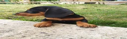 Miniature Dachshund dogs for sale:  boy dachshund Puppie ready to leave  - Advert 7