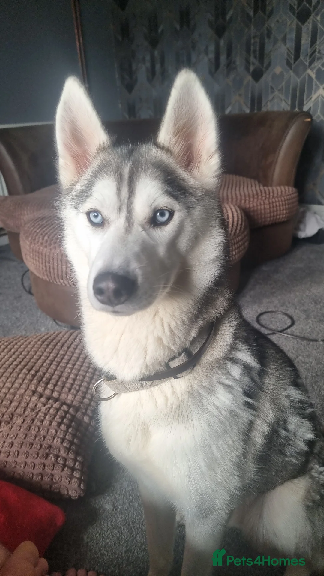 Siberian Husky dogs for sale: Female siberian husky - Advert 5