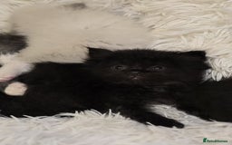 Persian cats for sale: Stunning Persians  - Image 14