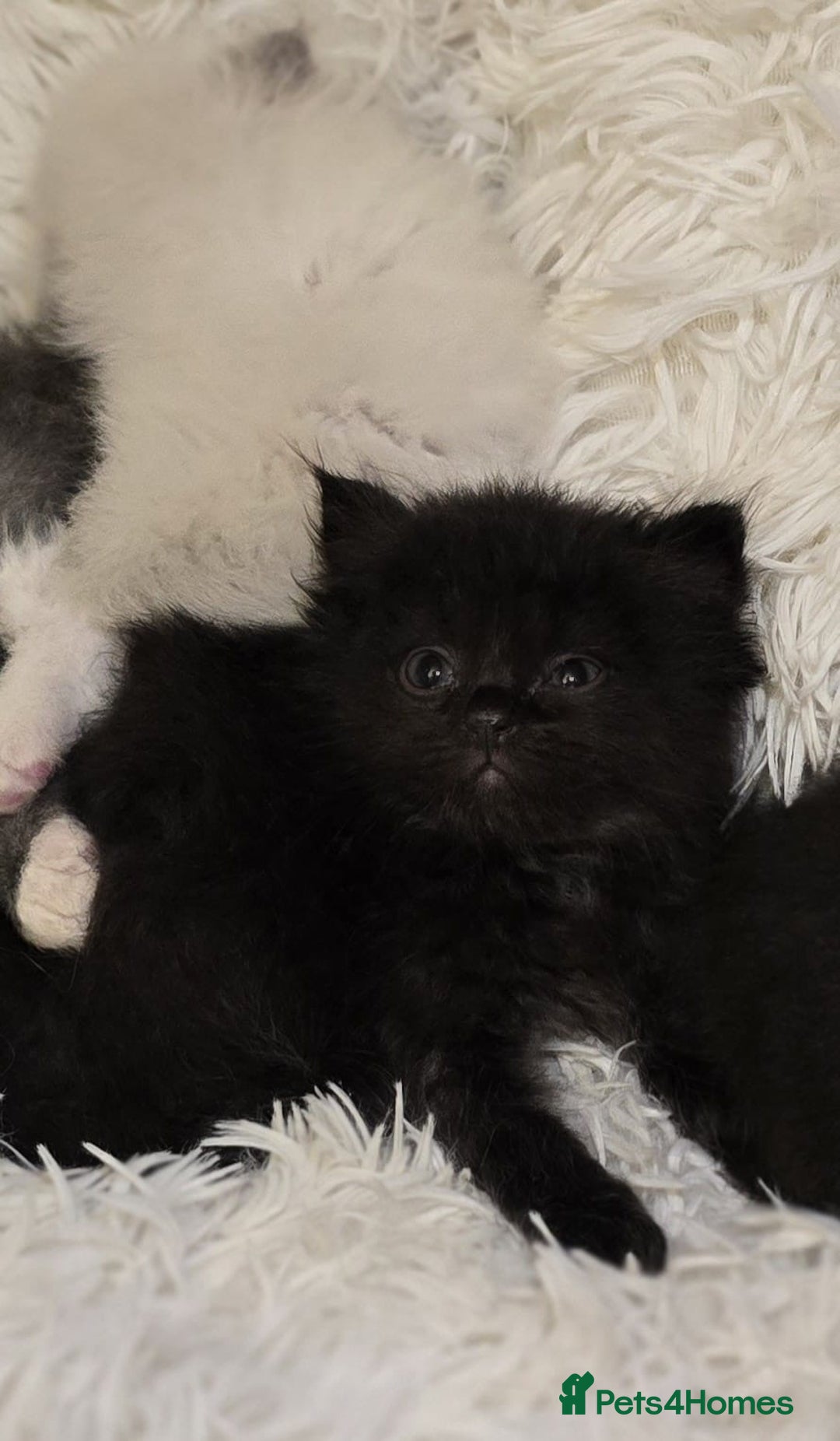 Persian cats for sale: Stunning Persians  - Image 14