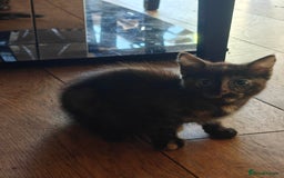Domestic Shorthair cats for sale: Cute playful family Kittens and mother  - Image 8