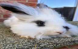 Angora rabbits for sale: Urgent 3 male rabbits for adoption  - Image 4