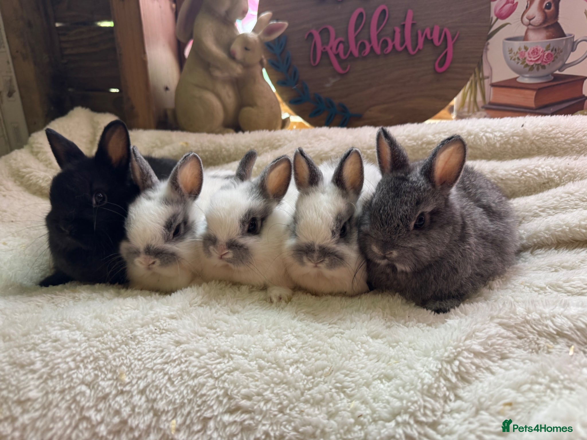 Netherland Dwarf rabbits  Neverland adults free & babie in pic are £100  - Advert 1
