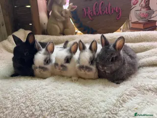 Netherland Dwarf rabbits Neverland adults free & babie in pic are £100 - Advert 1