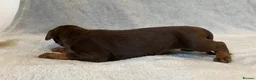 Dobermann dogs for sale: European American mix - Advert 15