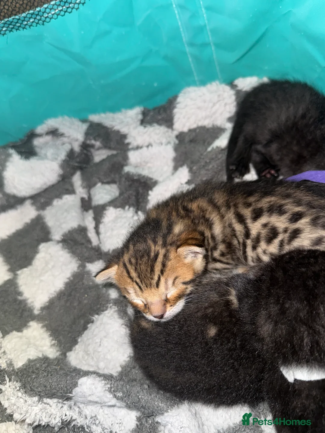 Bengal cats for sale: 3 Beautiful unique Bengal Babies  - Advert 8