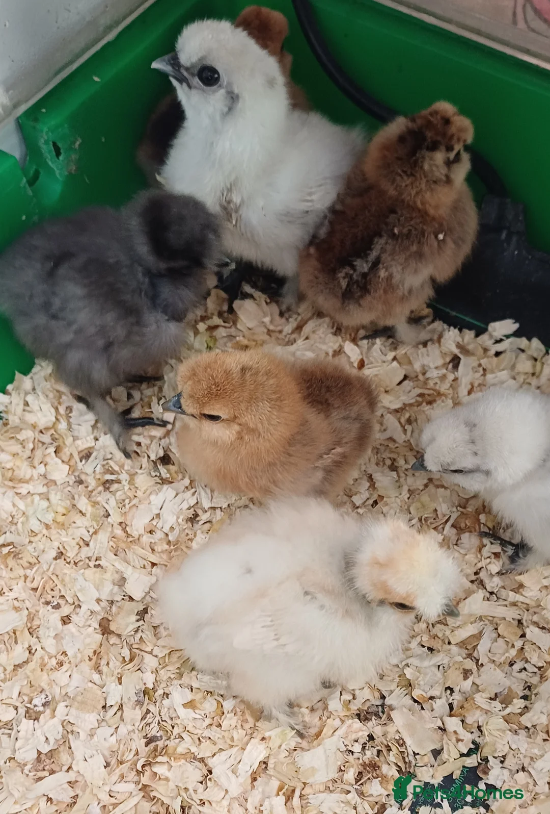 Chickens poultry for sale: Silkie chicks available soon - Advert 4