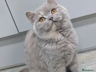 British Shorthair cats Beautiful lilac tortie girl please read add - Advert 12
