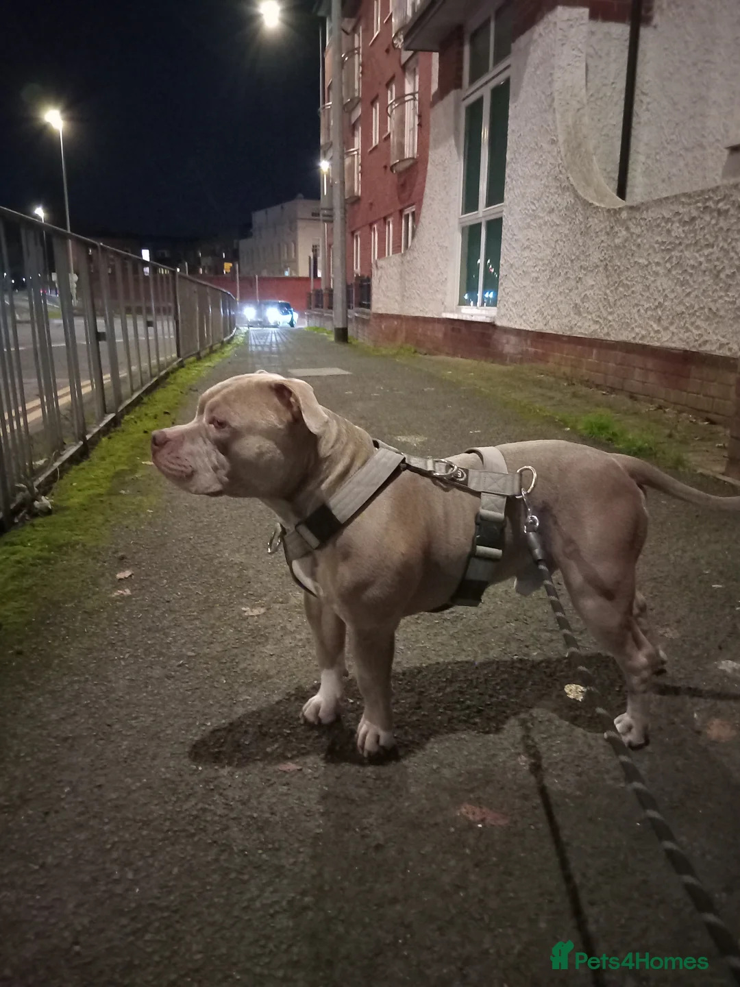 American Bulldog dogs for stud: Pocket bully stud - Advert 3