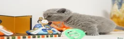 British Shorthair cats for sale: ✨ CIAOKITTY — BLUE BRITISH SHORTHAIR KITTENS ✨ in Widnes - Advert 11
