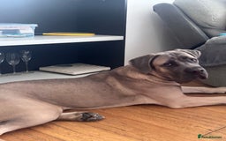 Cane Corso dogs for sale: Male Cane Corso - Image 5