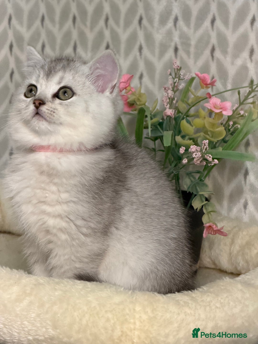 British Longhair cats for sale: British Longhair/Shorthair kittens TICA - Advert 5