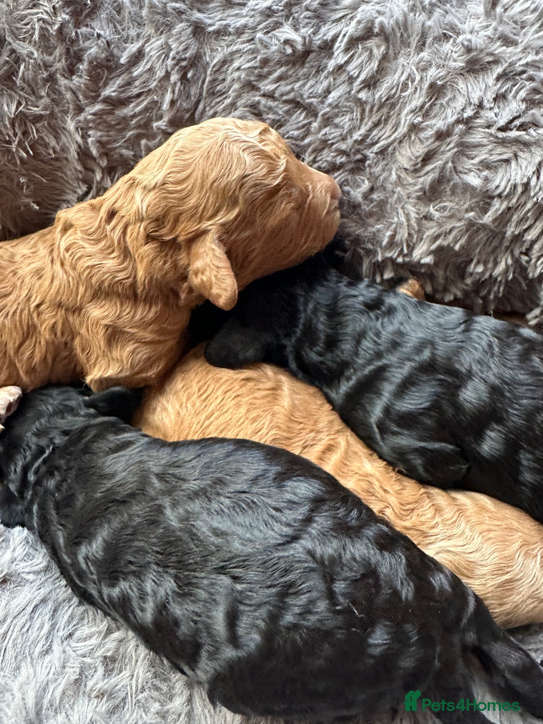 Cavapoo dogs for sale: Beautiful cavapoo puppies from a family home - Advert 9