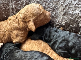 Cavapoo dogs Beautiful cavapoo puppies from a family home - Advert 4