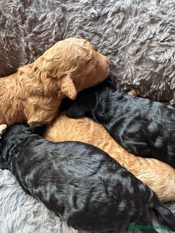 Cavapoo dogs Beautiful cavapoo puppies from a family home - Advert 4