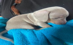 Miniature Dachshund dogs for sale: 4 male miniature Dachshund puppies for sale  - Image 4