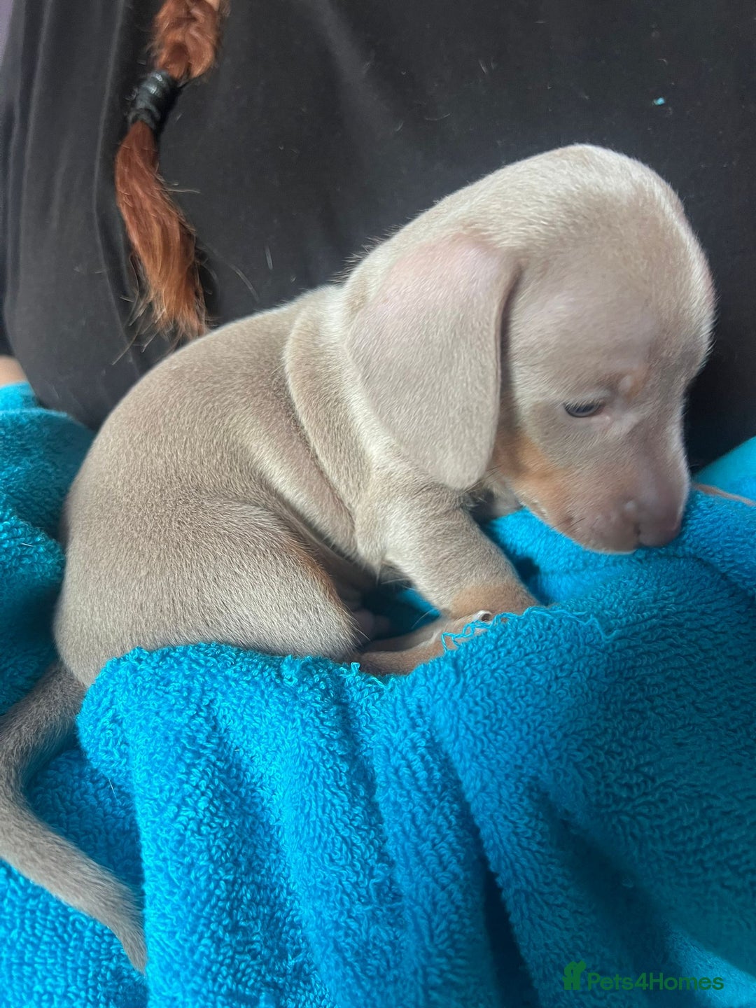 Miniature Dachshund dogs for sale: 4 male miniature Dachshund puppies for sale  - Image 4