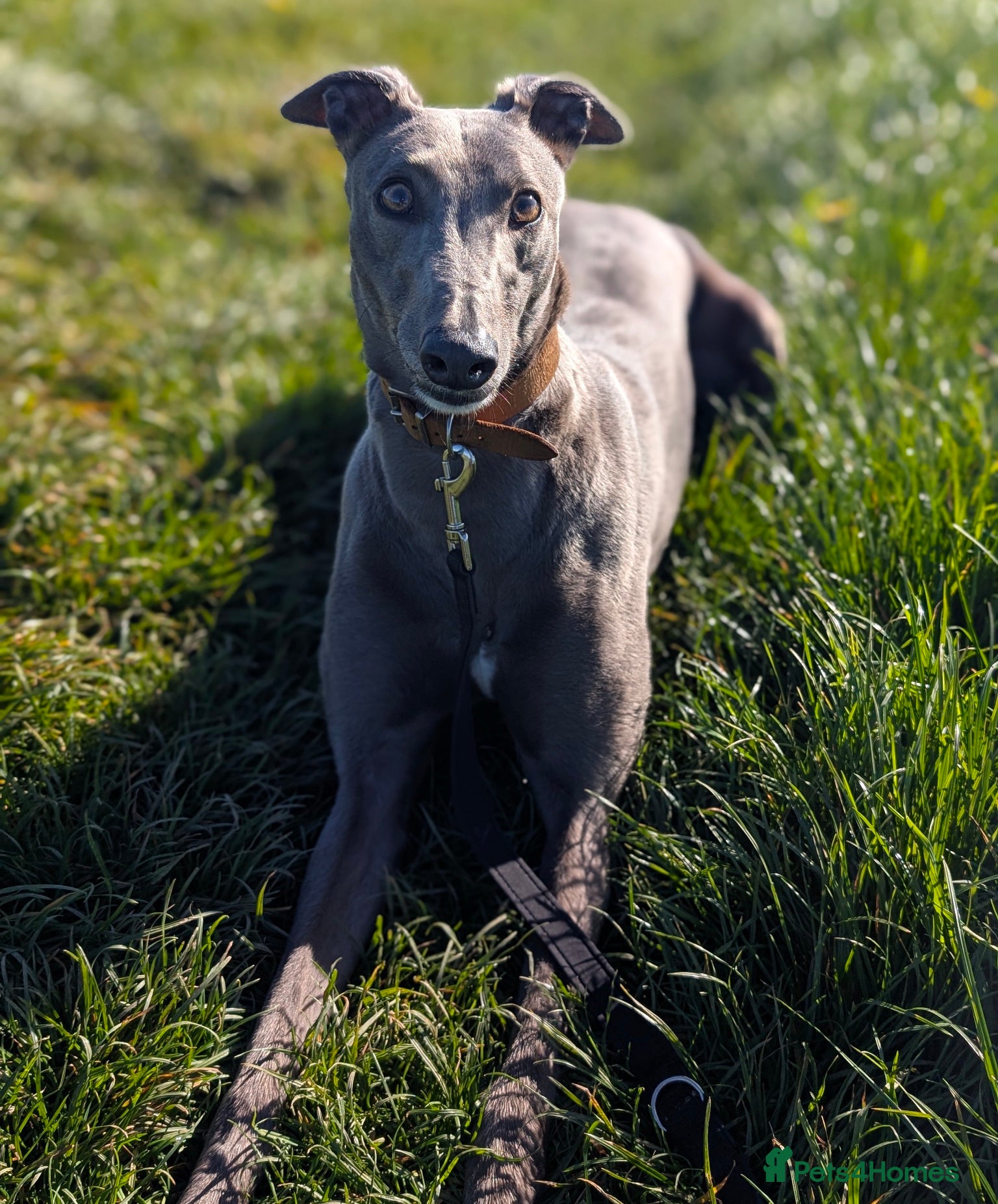 Greyhound dogs Lovely Leena wants a new forever home - Advert 23