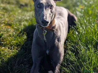 Greyhound dogs Lovely Leena wants a new forever home - Advert 23