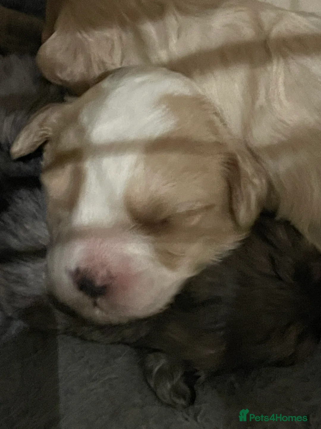 Cavapoo dogs for sale: Exceptional F1 B teddy bear cavapoo puppies  - Advert 3