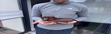 Dachshund Puppy 7