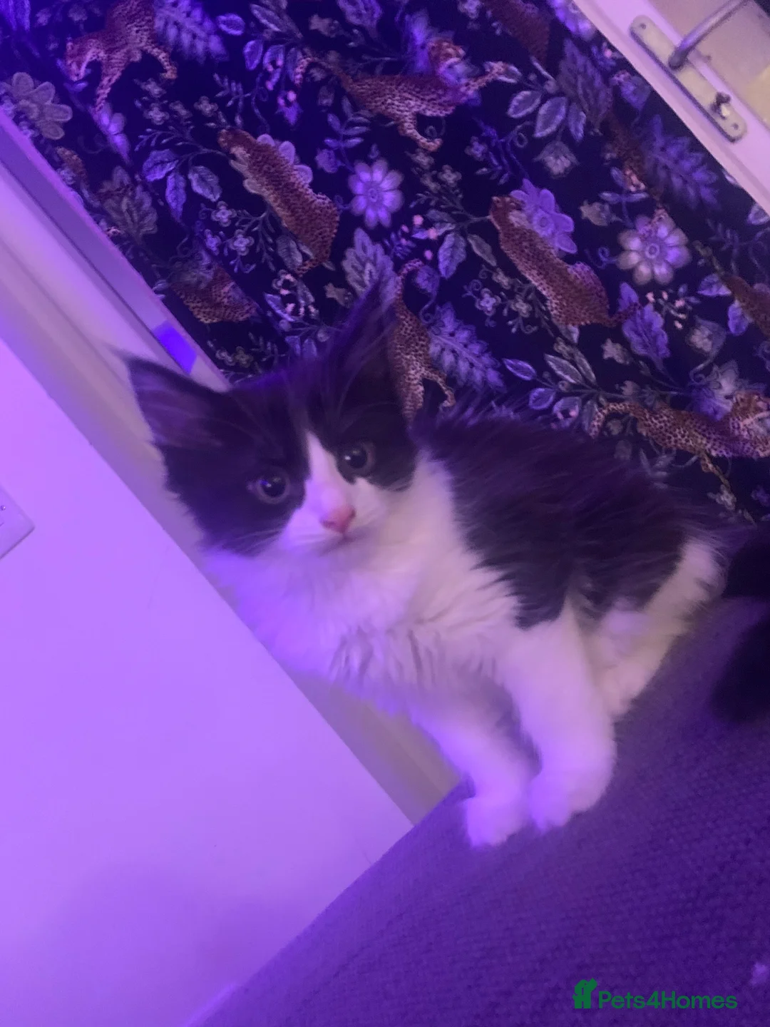 Mixed Breed cats for sale: 3 beautiful kittens for sale  - Advert 2