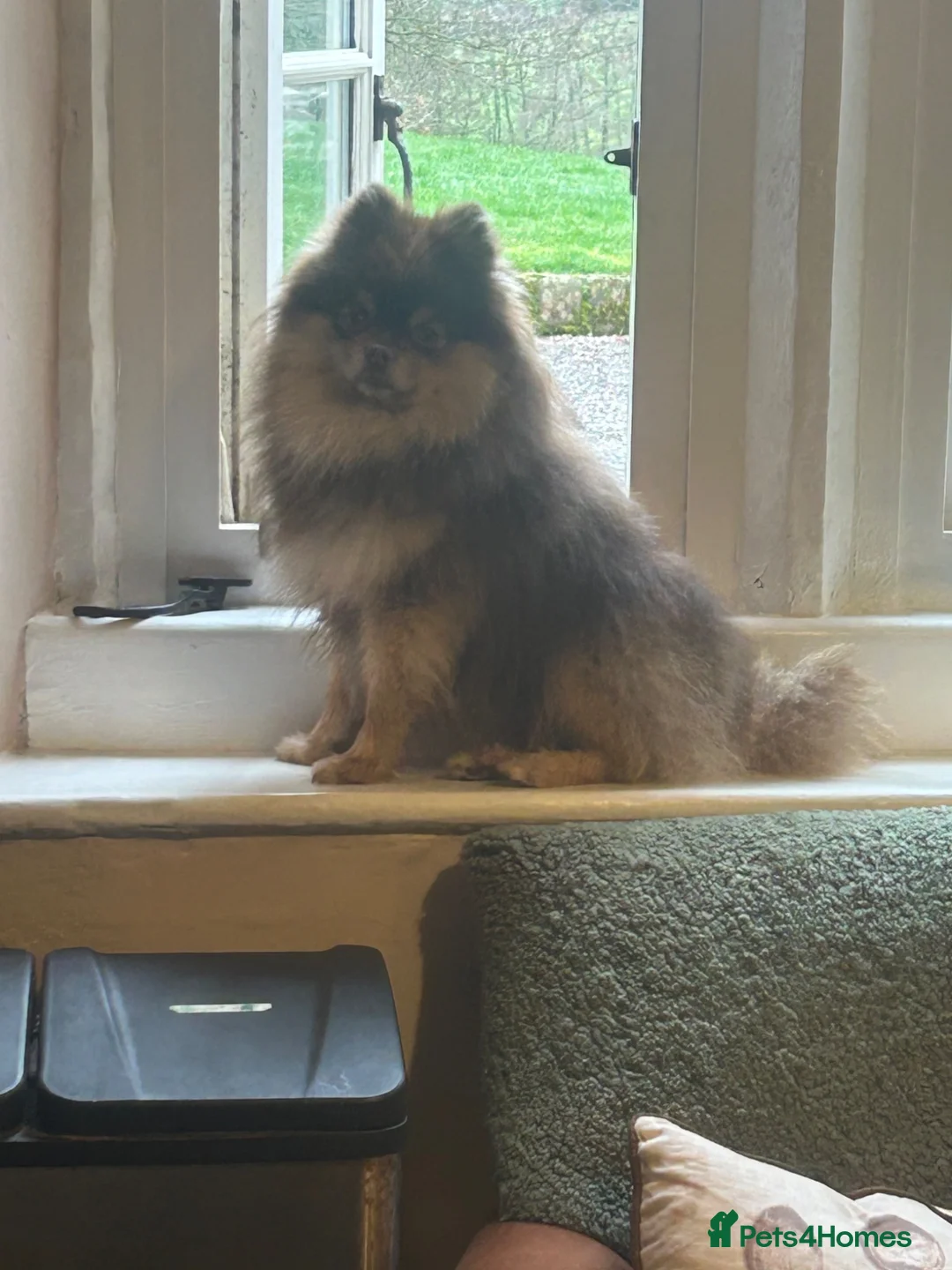 Pomeranian dogs for stud: Beautiful boy for stud in Monmouth - Advert 2