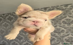 French Bulldog dogs for sale: luxury frenchies - Image 11