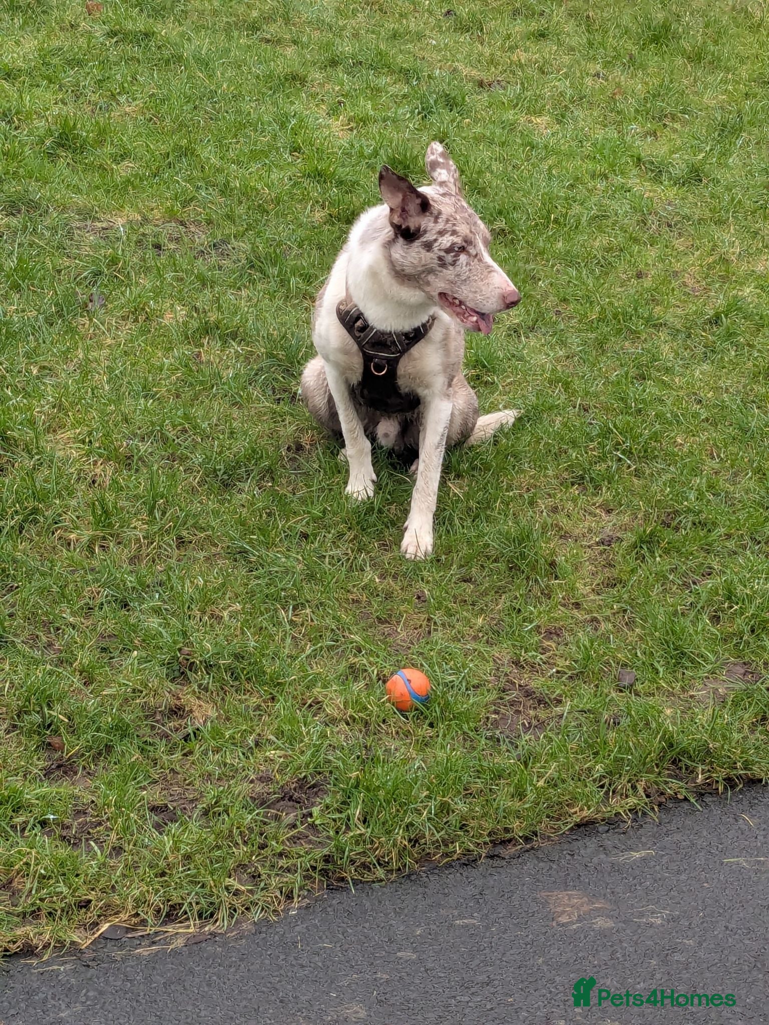 Border Collie dogs Ace whyte - Advert 2