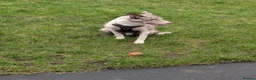 Border Collie dogs for stud: Ace whyte in Glasgow - Advert 2