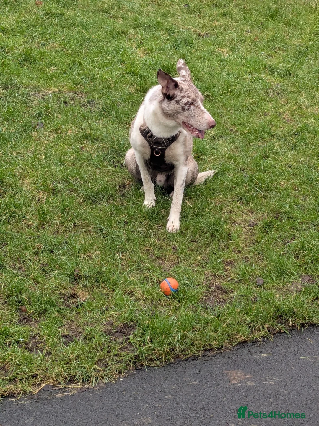 Border Collie dogs for stud: Ace whyte in Glasgow - Advert 2