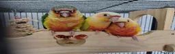 Conures birds for sale: Suncheek baby Handreared Conures - Advert 4