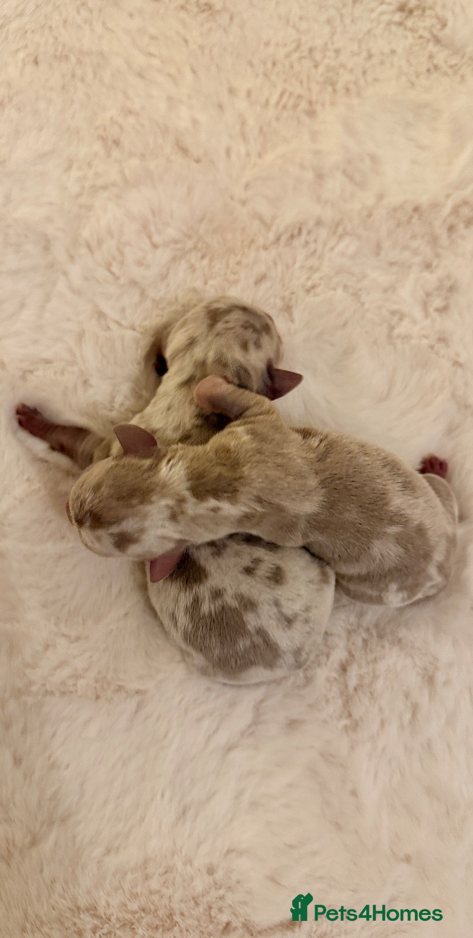 Miniature Dachshund dogs for sale: Miniature Isabella Dapple Dachshunds  - Advert 2