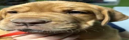 Mixed Breed dogs for sale: Dogue de Bordeaux and boerboel mix puppies  in Bangor - Advert 7