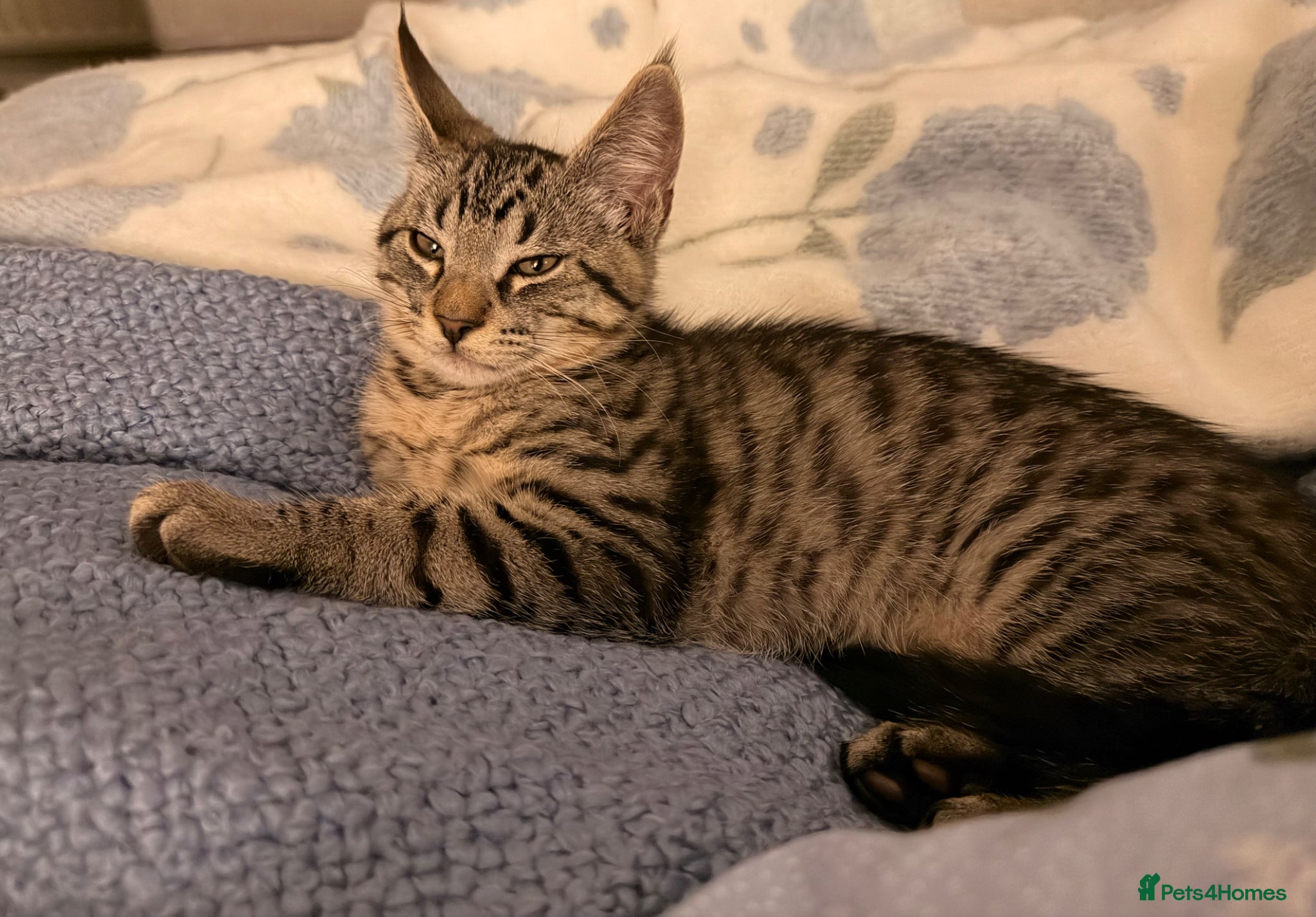 Maine Coon cats Maine coon / bangal  - Advert 11