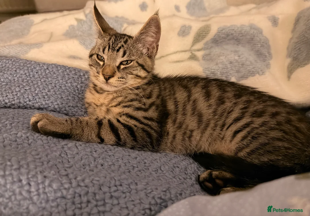 Maine Coon cats for sale: Maine coon / bangal  - Advert 1