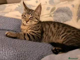 Maine Coon cats Maine coon / bangal - Advert 11