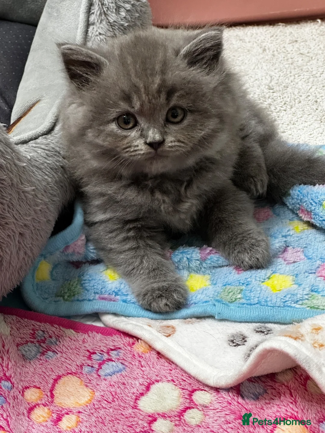 British Shorthair cats for sale: Beautiful British Shorthair Kittens - Advert 1