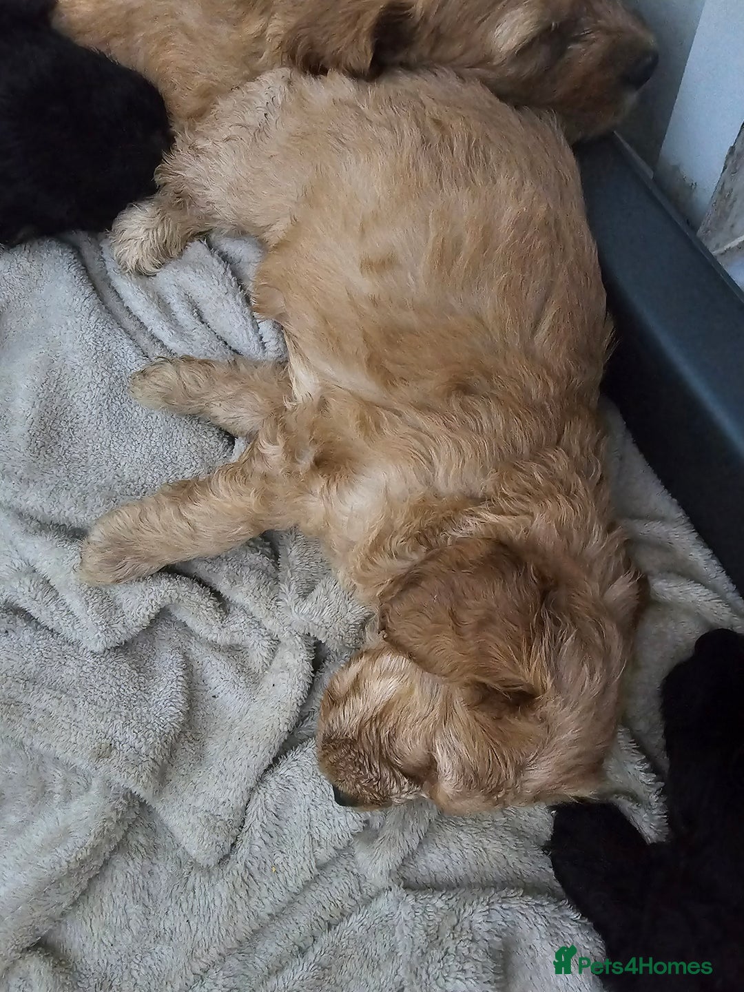 Cockapoo dogs for sale: Cockapoos for sale  - Image 4